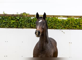 Holsteiner, Merrie, 11 Jaar, 165 cm, Donkerbruin