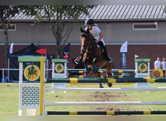 Holsteiner, Merrie, 11 Jaar, 166 cm, Bruin