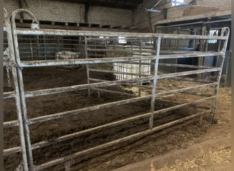 Holsteiner, Merrie, 11 Jaar, 166 cm, Vos