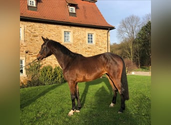 Holsteiner, Merrie, 11 Jaar, 167 cm, Bruin