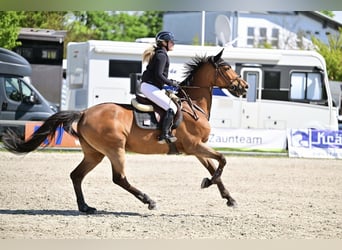 Holsteiner, Merrie, 11 Jaar, 167 cm, Bruin
