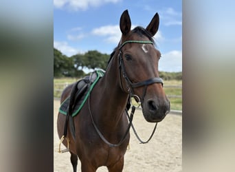 Holsteiner, Merrie, 11 Jaar, 168 cm, Bruin