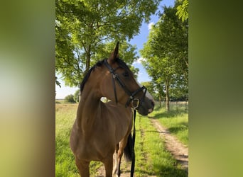 Holsteiner, Merrie, 11 Jaar, 168 cm, Bruin