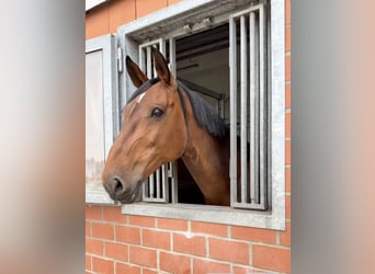 Holsteiner, Merrie, 11 Jaar, 170 cm, Bruin