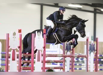 Holsteiner, Merrie, 11 Jaar, 170 cm, Zwart