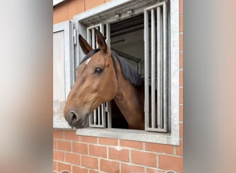 Holsteiner, Merrie, 11 Jaar, 172 cm, Bruin