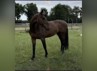 Holsteiner, Merrie, 11 Jaar, 172 cm