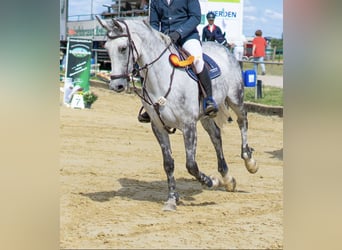 Holsteiner, Merrie, 11 Jaar, 173 cm, Vliegenschimmel