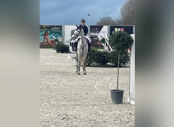 Holsteiner, Merrie, 11 Jaar, 177 cm, Schimmel