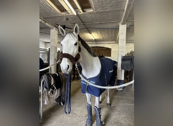 Holsteiner, Merrie, 11 Jaar, 177 cm, Schimmel