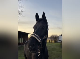 Holsteiner, Merrie, 11 Jaar, 178 cm, Zwartbruin