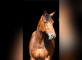 Holsteiner, Merrie, 12 Jaar, 163 cm, Bruin