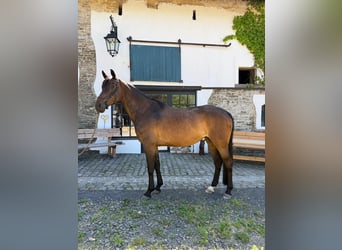 Holsteiner, Merrie, 12 Jaar, 166 cm, Bruin