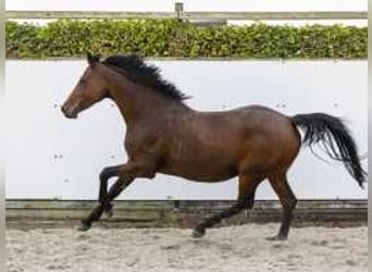 Holsteiner, Merrie, 12 Jaar, 166 cm, Bruin