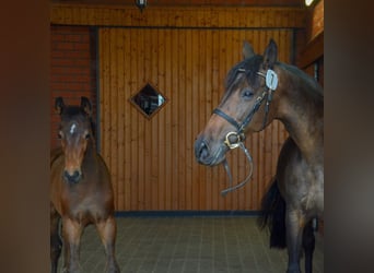 Holsteiner, Merrie, 12 Jaar, 166 cm, Donkerbruin