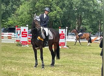 Holsteiner, Merrie, 12 Jaar, 167 cm, Zwartbruin