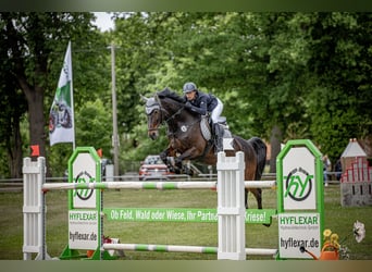 Holsteiner, Merrie, 12 Jaar, 167 cm, Zwartbruin