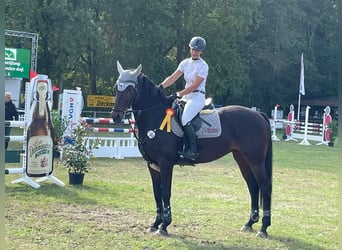 Holsteiner, Merrie, 12 Jaar, 167 cm, Zwartbruin