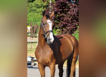 Holsteiner, Merrie, 12 Jaar, 169 cm, Bruin