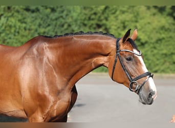 Holsteiner, Merrie, 12 Jaar, 169 cm, Bruin