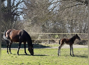 Holsteiner, Merrie, 12 Jaar, 169 cm, Bruin