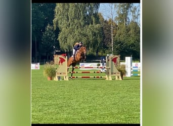 Holsteiner, Merrie, 12 Jaar, 173 cm, Bruin
