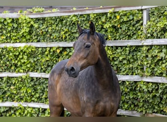 Holsteiner, Merrie, 12 Jaar, 175 cm, Bruin