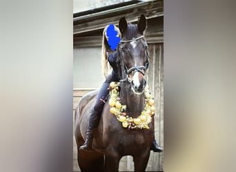 Holsteiner, Merrie, 12 Jaar, 175 cm, Donkerbruin