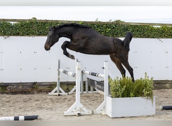 Holsteiner, Merrie, 13 Jaar, 160 cm, Donkerbruin
