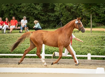 Holsteiner, Merrie, 13 Jaar, 162 cm, Vos