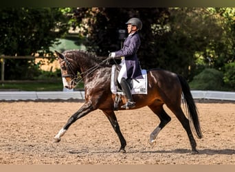 Holsteiner, Merrie, 13 Jaar, 163 cm, Donkerbruin