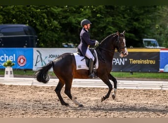 Holsteiner, Merrie, 13 Jaar, 163 cm, Donkerbruin