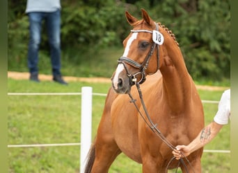 Holsteiner, Merrie, 13 Jaar, 163 cm, Vos