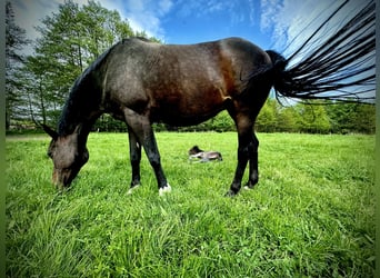 Holsteiner, Merrie, 13 Jaar, 164 cm, Donkerbruin