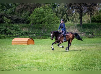 Holsteiner, Merrie, 13 Jaar, 164 cm, Donkerbruin