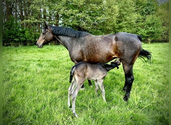 Holsteiner, Merrie, 13 Jaar, 164 cm, Donkerbruin