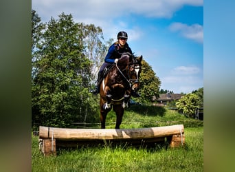 Holsteiner, Merrie, 13 Jaar, 164 cm, Donkerbruin