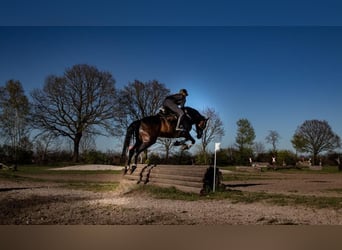 Holsteiner, Merrie, 13 Jaar, 164 cm, Donkerbruin