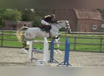Holsteiner, Merrie, 13 Jaar, 164 cm, Schimmel
