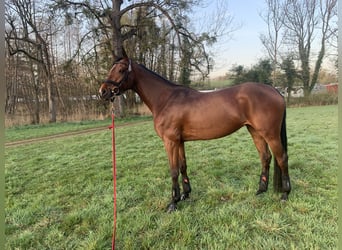 Holsteiner, Merrie, 13 Jaar, 165 cm, Roodbruin