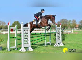Holsteiner, Merrie, 13 Jaar, 165 cm, Roodbruin