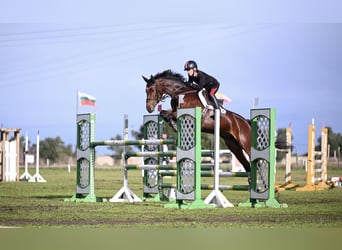 Holsteiner, Merrie, 13 Jaar, 165 cm, Roodbruin