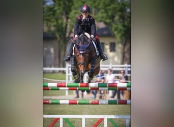 Holsteiner, Merrie, 13 Jaar, 165 cm, Roodbruin
