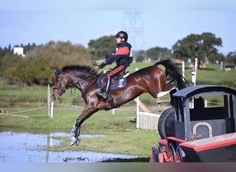 Holsteiner, Merrie, 13 Jaar, 165 cm, Roodbruin