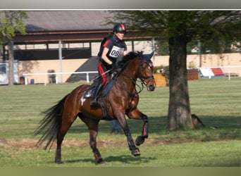 Holsteiner, Merrie, 13 Jaar, 165 cm, Roodbruin