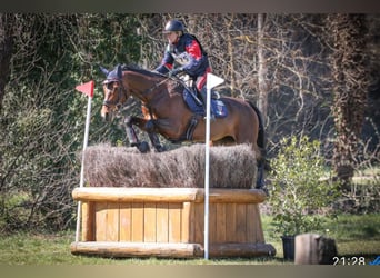 Holsteiner, Merrie, 13 Jaar, 165 cm, Roodbruin
