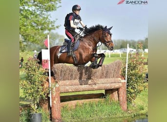 Holsteiner, Merrie, 13 Jaar, 165 cm, Roodbruin