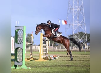 Holsteiner, Merrie, 13 Jaar, 165 cm, Roodbruin