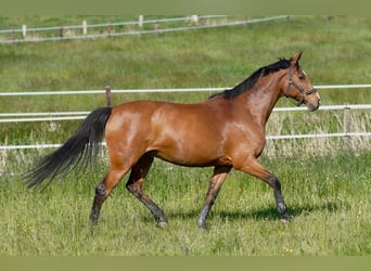 Holsteiner, Merrie, 13 Jaar, 166 cm, Brauner