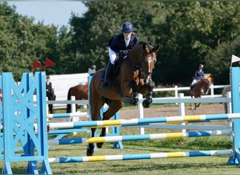 Holsteiner, Merrie, 13 Jaar, 166 cm, Bruin